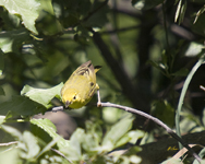 Yellow Warbler